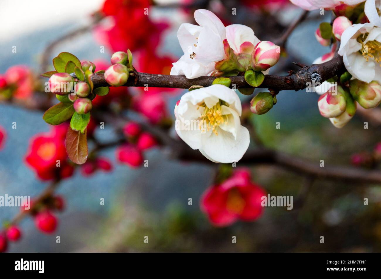 Sakura wird in der japanischen Kultur durch die Blüten eines Kirschbaums in einem japanischen Garten in Tokio symbolisiert. Stockfoto