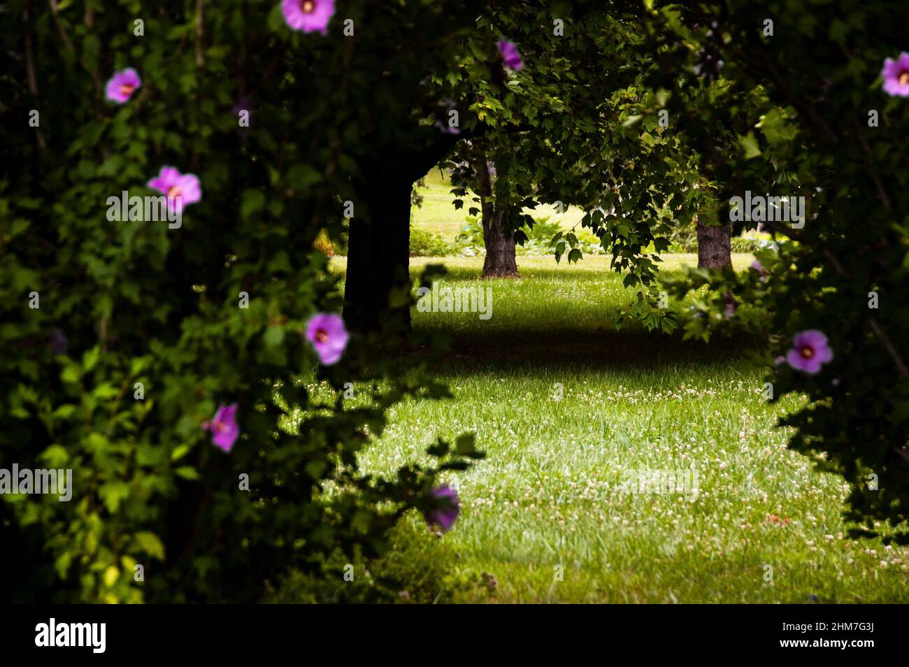 Gewöhnlicher Hibiskus oder „Rose von Sharon“. Stockfoto