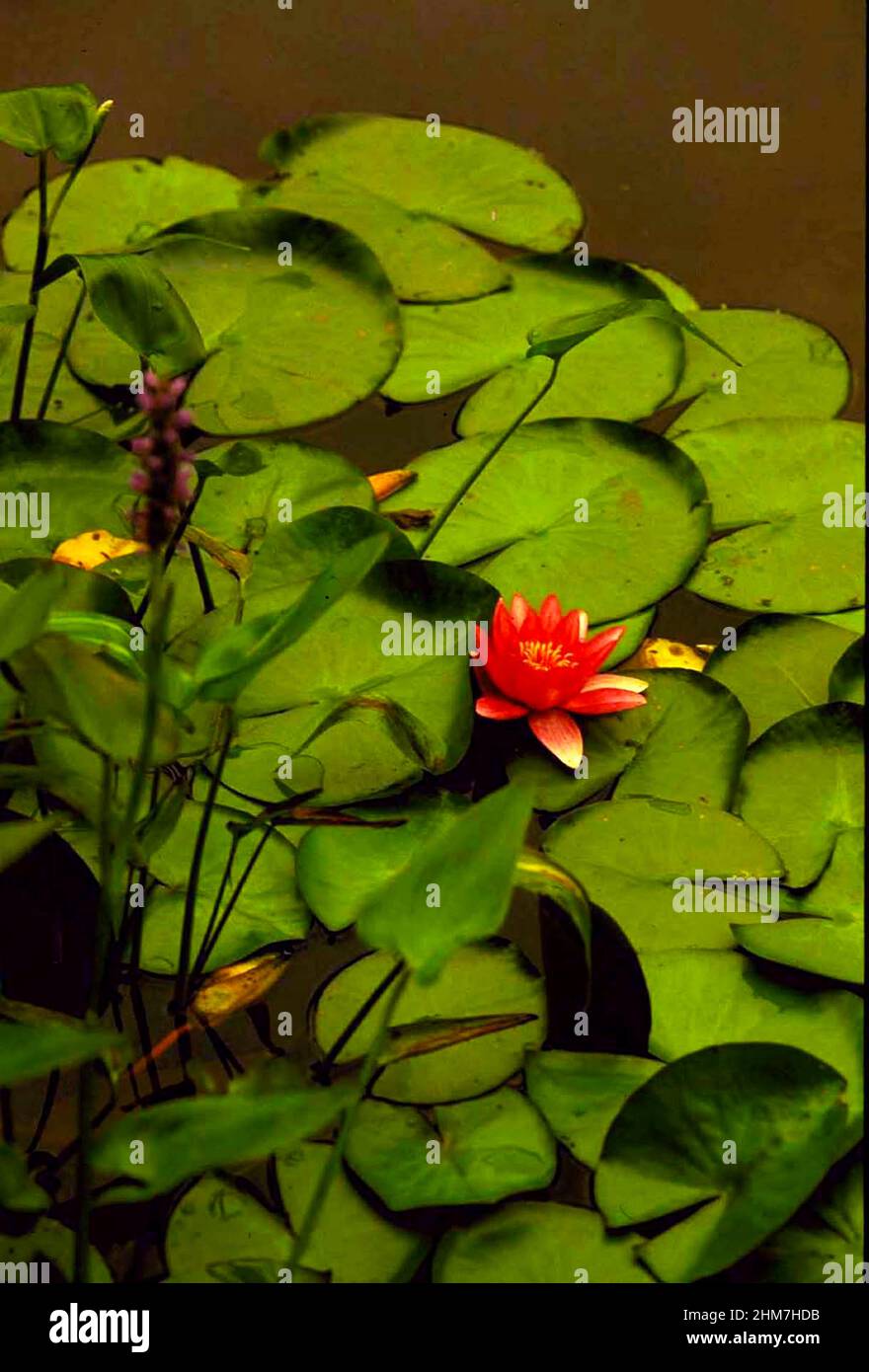 Nymphaea oder Seerose ist eine Wasserpflanze, deren Name von den