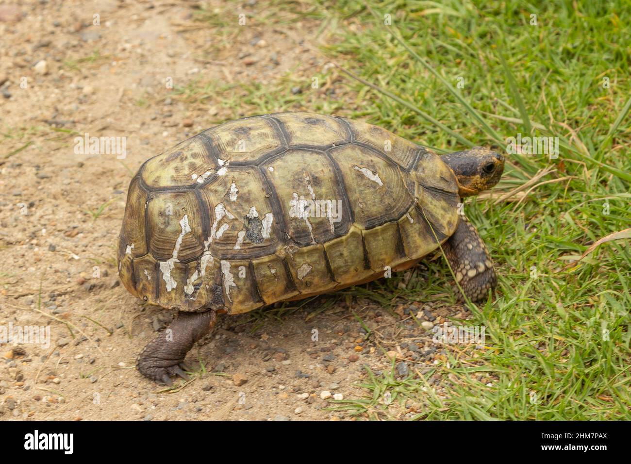 Chersina angulata (Rotbauch-Schildkröte) am Kap der Guten Hoffnung südlich von Kapstadt, Westkap von Südafrika Stockfoto