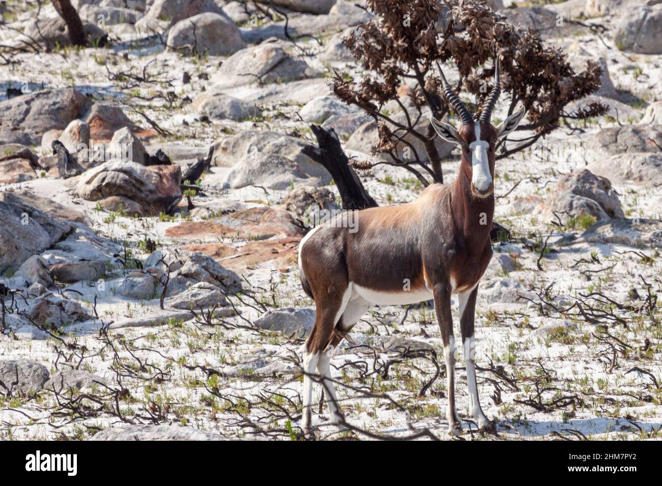 Südafrikanische Tierwelt: Bontebok am Kap der Guten Hoffnung Stockfoto