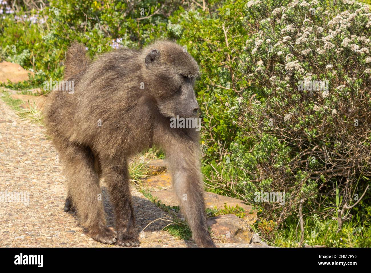 Pavian am Kap der Guten Hoffnung südlich von Kapstadt im westlichen Kap von Südafrika Stockfoto