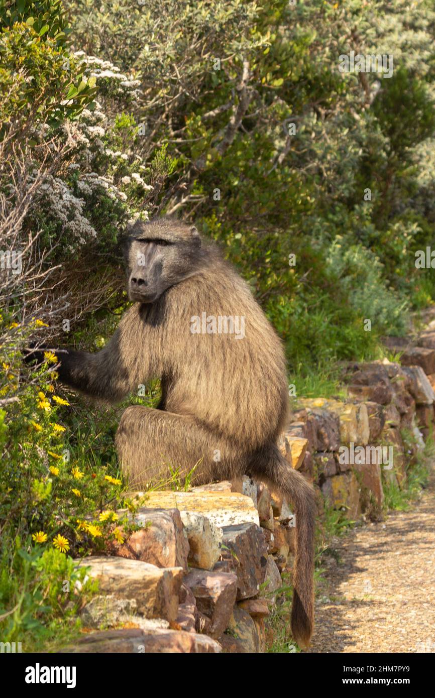 Sitting Baboon im Cape of Good Hope National Park im westlichen Kap von Südafrika Stockfoto