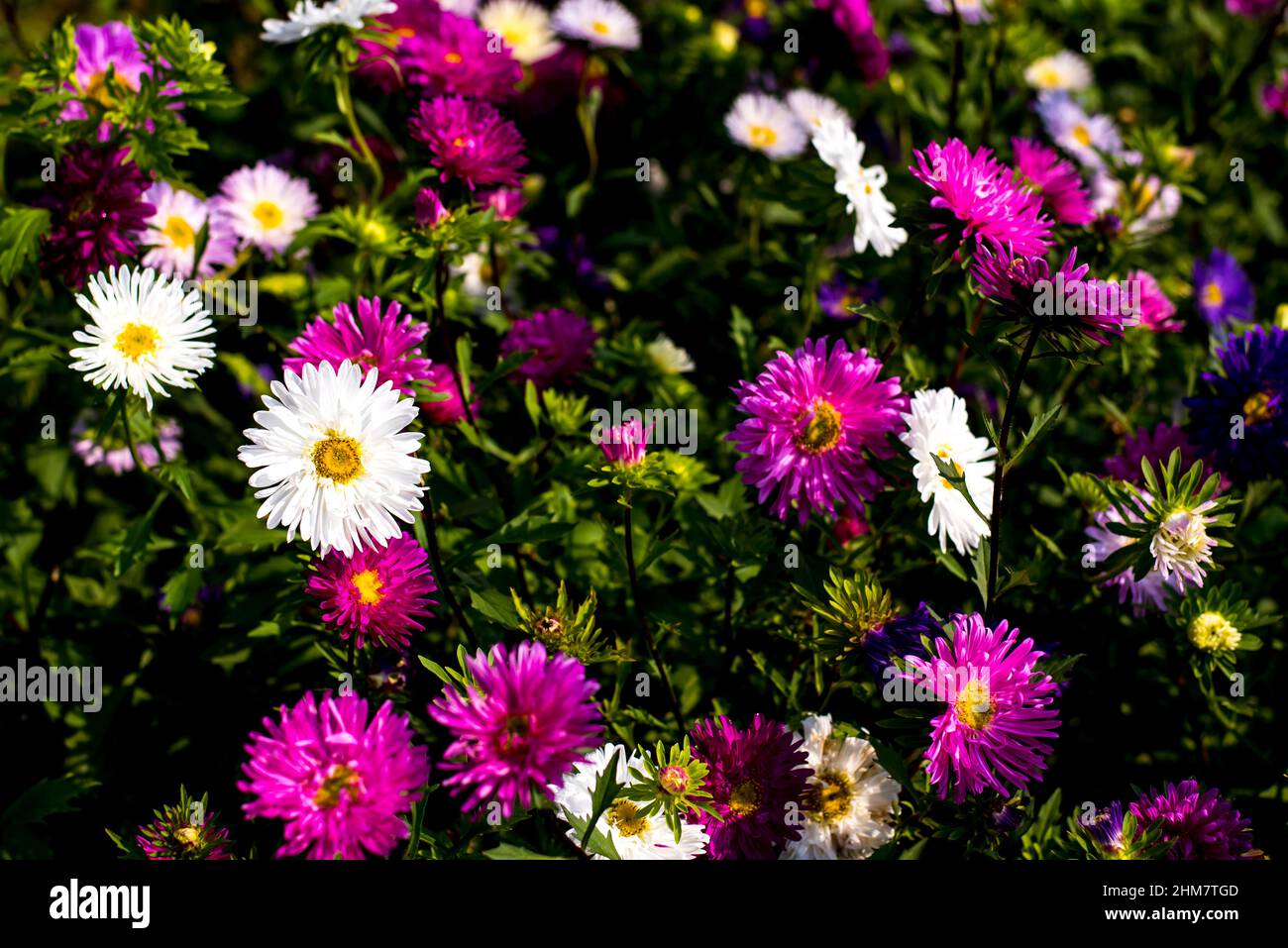 Herbst-Aster im Blumengarten, wo die Blume angebaut wird Stockfoto