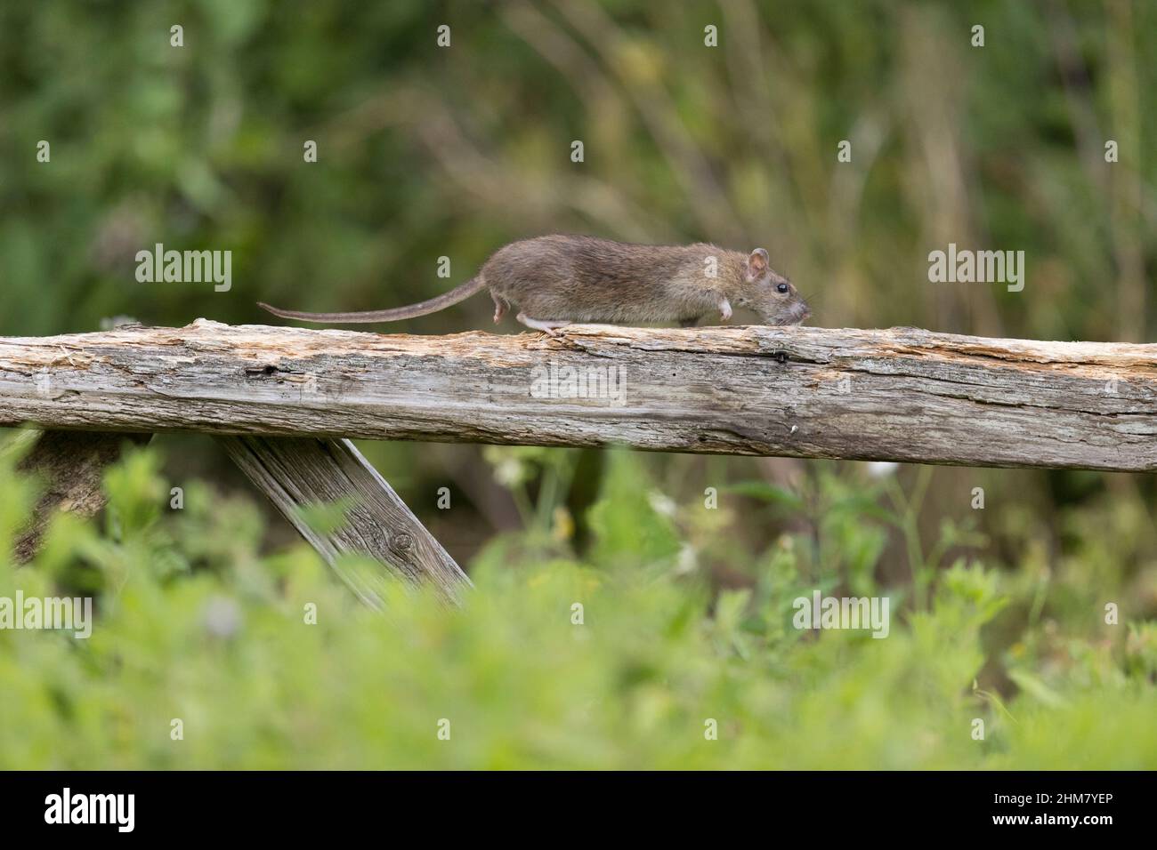 Brown Rat (Rattus norvegicus) Erwachsener, der am Tor läuft, Suffolk, England, Juli Stockfoto