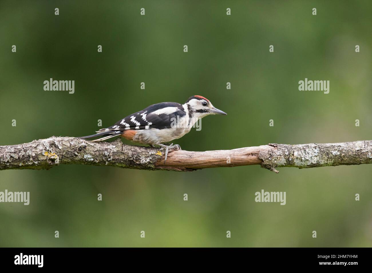 Großfleckiger Specht (Dendrocopos major), Jungtier, der auf einem Zweig thront, Suffolk, England, Juli Stockfoto