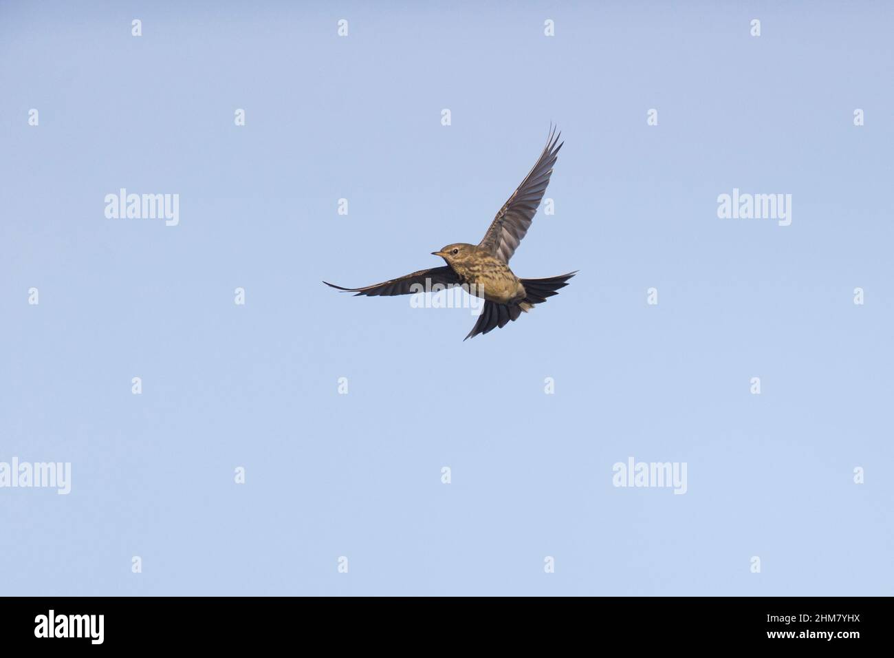 Rock Pipit (Anthus petrosus), Erwachsenenfliegen, Suffolk, England, November Stockfoto