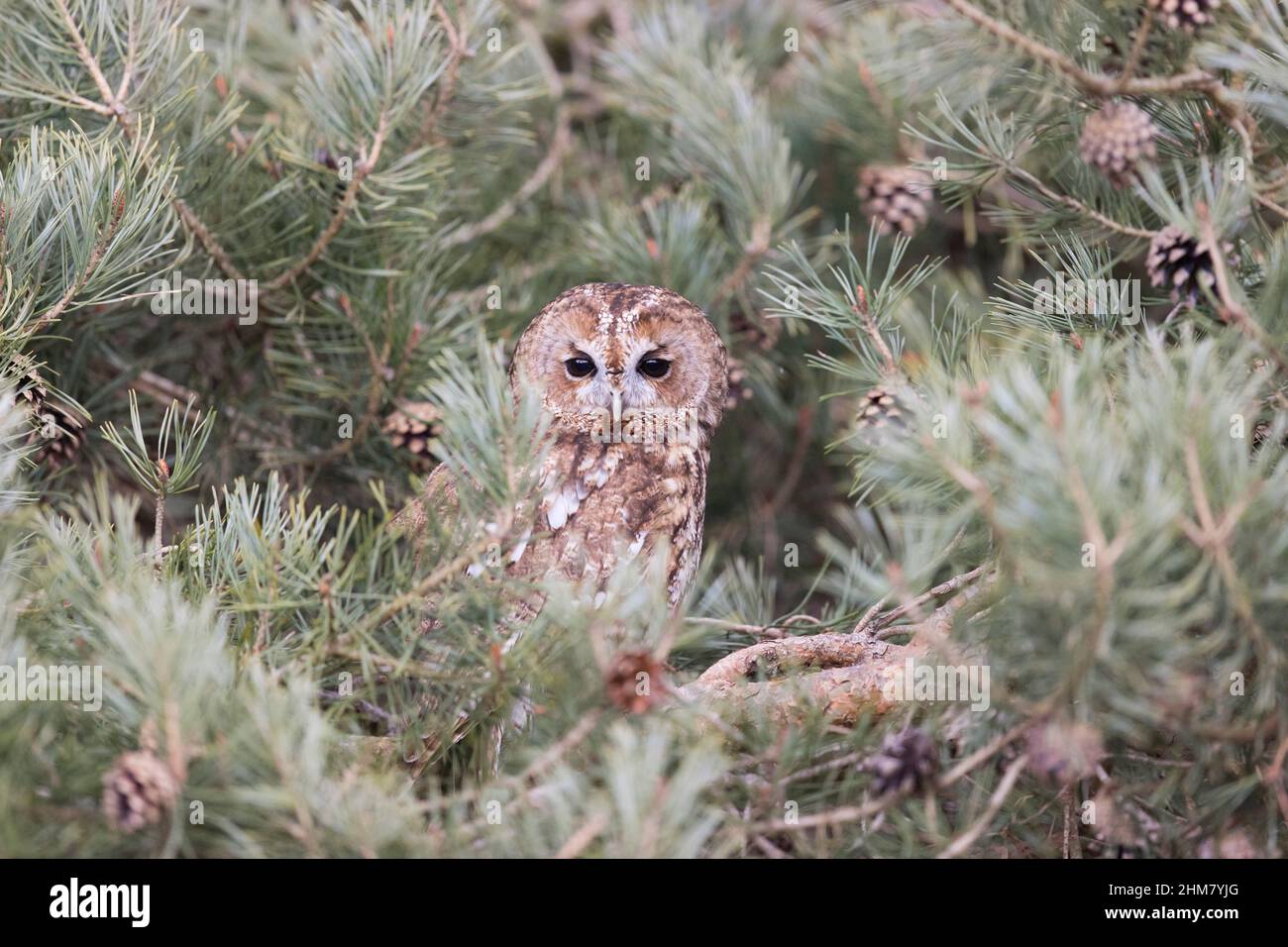 Waldkauz (Strix aluco) Erwachsener, der in Kiefern thront, Suffolk, England, April, kontrollierte Bedingungen Stockfoto