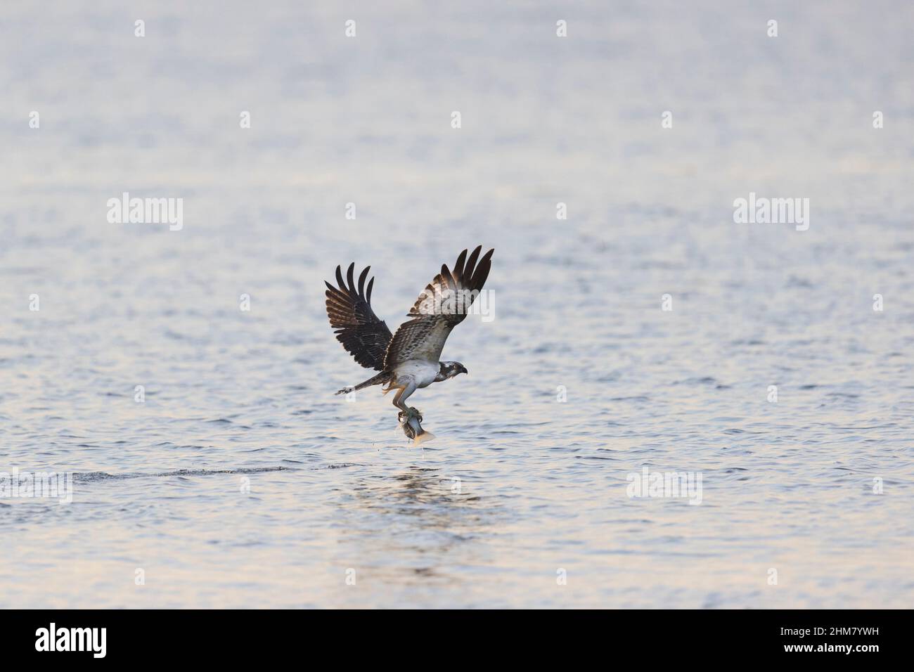 Fischadler (Pandion haliaetus), Jungfische, die tief über dem Wasser mit Fischen in Talonen fliegen, Suffolk, England, September Stockfoto