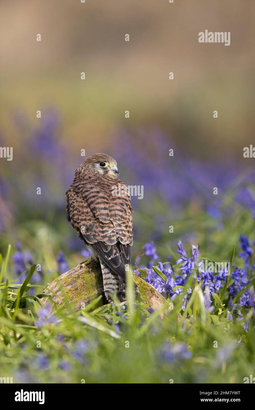 Gewöhnliches Kestrel (Falco tinnunculus) erwachsenes Weibchen, das unter Bluebell (Hyacinthoides non-scripta) Blüten thront, Suffolk, England, April, kontrollierter Condit Stockfoto