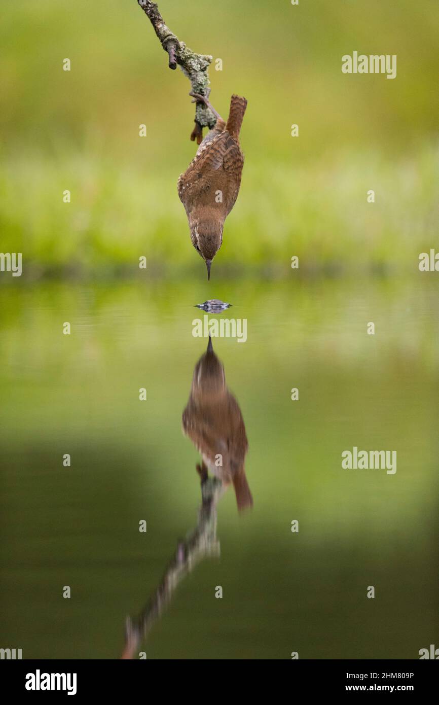 Eurasischer Wren (Troglodytes troglodytes) Erwachsener, der auf einem Zweig thront und die Alderfliege (Sialis lutaria) von der Wasseroberfläche im Teich nimmt, mit Reflexion Stockfoto