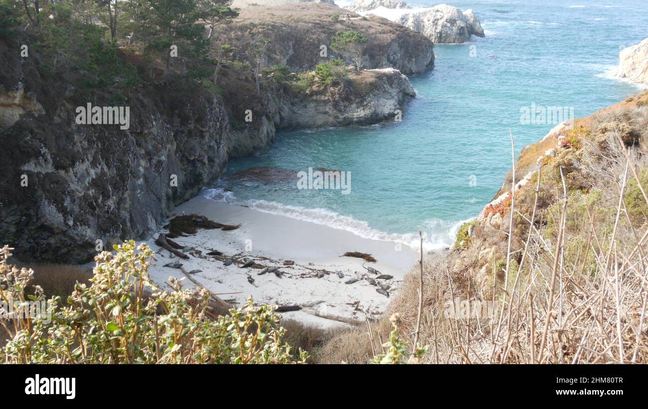 Wildfleckige Pelzrobben, Seelöwen im pazifischen Hafen, Meeresstrand, Wildtiere von Point Lobos, China Cove, Kalifornien, USA. Jungtiere kolonieren in Freiheit, Herde in natürlichem Lebensraum am Wasser Stockfoto