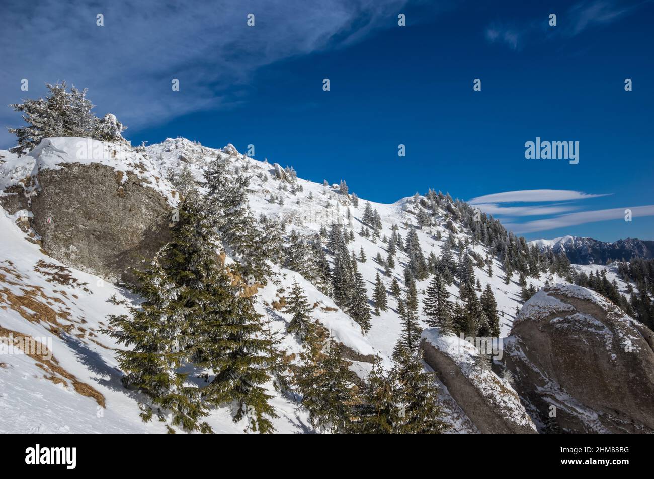 Ciucas Berge im Winter, Rumänische Karpaten. Tannenbäume und Wacholder voller gefrorenem Schnee. Stockfoto