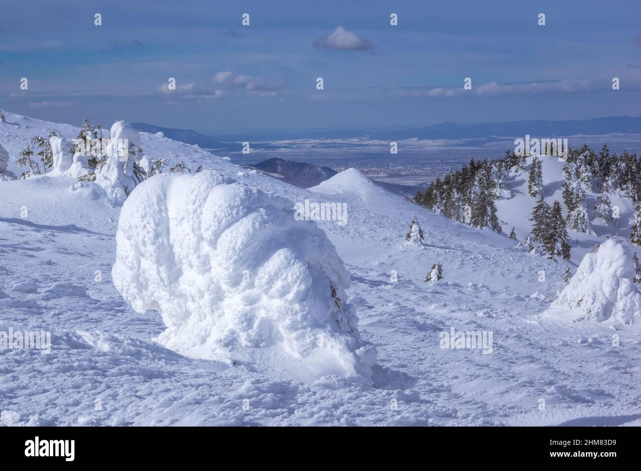 Ciucas Berge im Winter, Rumänische Karpaten. Tannenbäume und Wacholder voller gefrorenem Schnee. Stockfoto