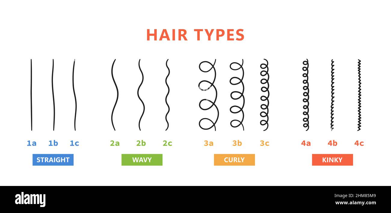 Klassifizierung der Haartypen - gerade, wellig, lockig, verworrend. Schema der verschiedenen Arten von Haaren. Lockiges Mädchen Methode. Vektorgrafik auf Weiß Stock Vektor