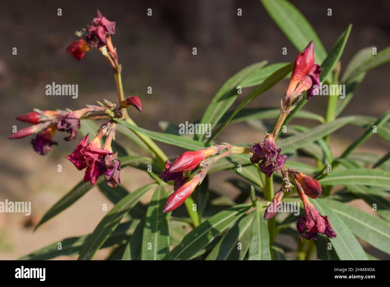 Wunderschne Oleander Vertrocknete Knospen Fotos
