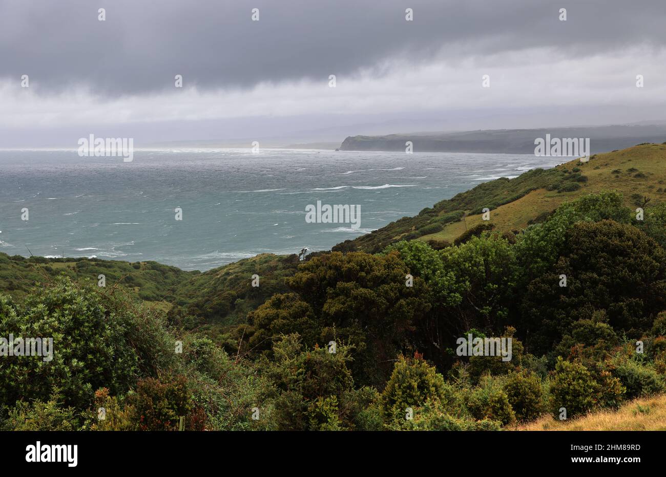 Die typische Vegetation der Insel Chiloe, Chile Stockfoto