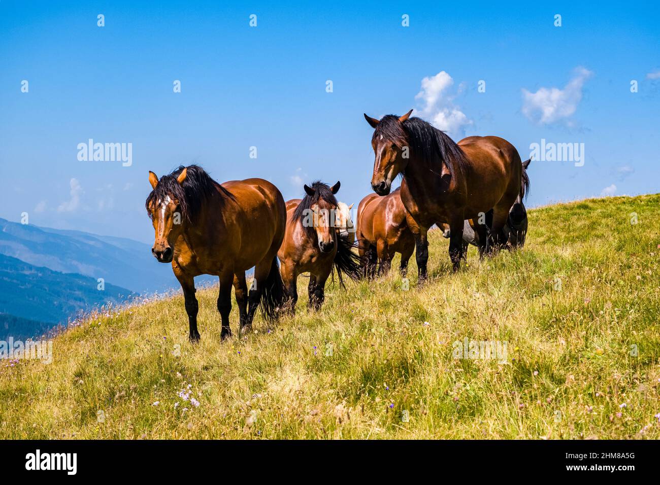 Eine Herde von Haflinger und arabischen Pferden, die auf den Weiden oberhalb des Valles-Passes grasen. Stockfoto