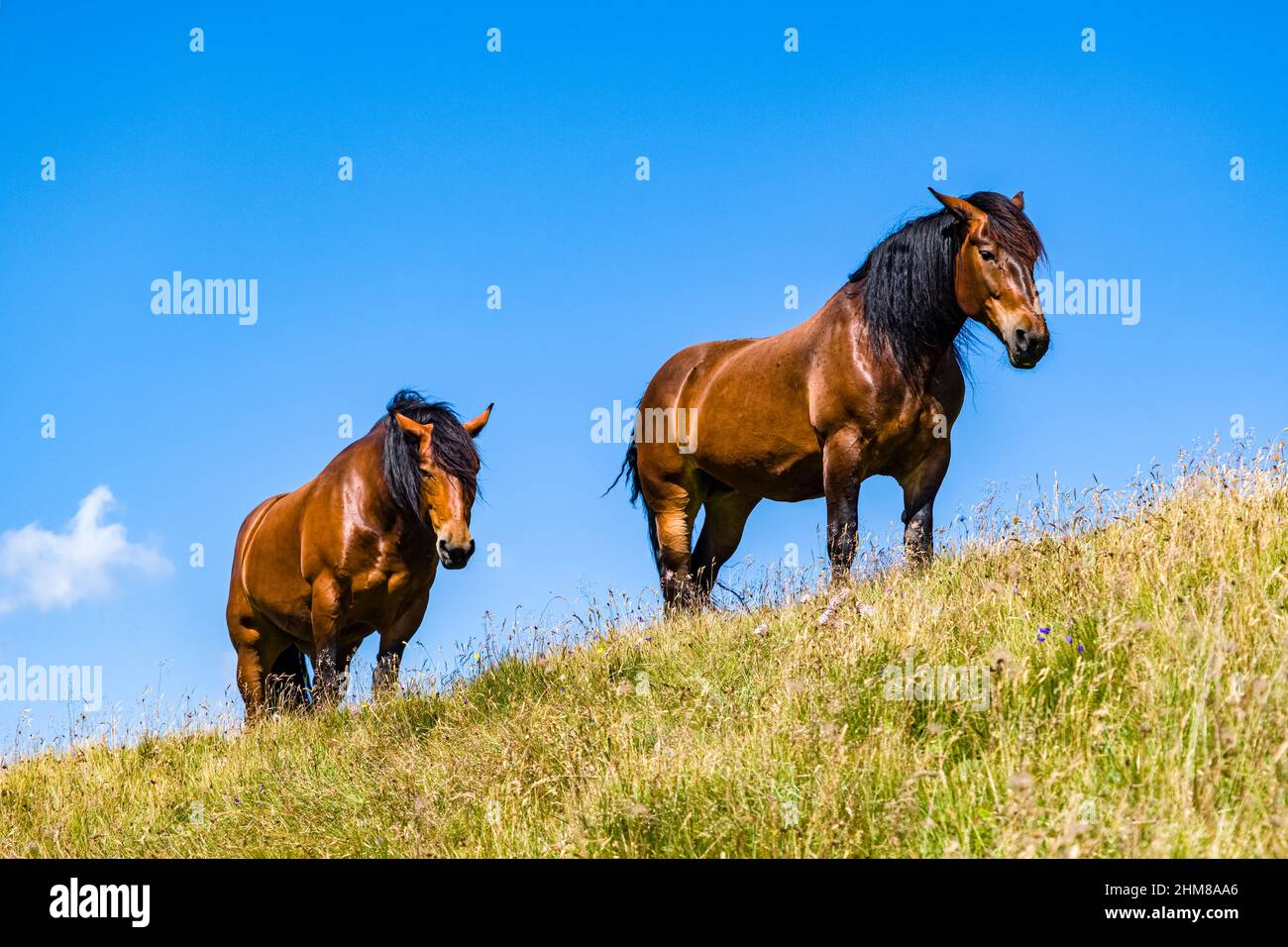 Zwei arabische Pferde, grasen auf den Weiden oberhalb des Valles-Passes. Stockfoto
