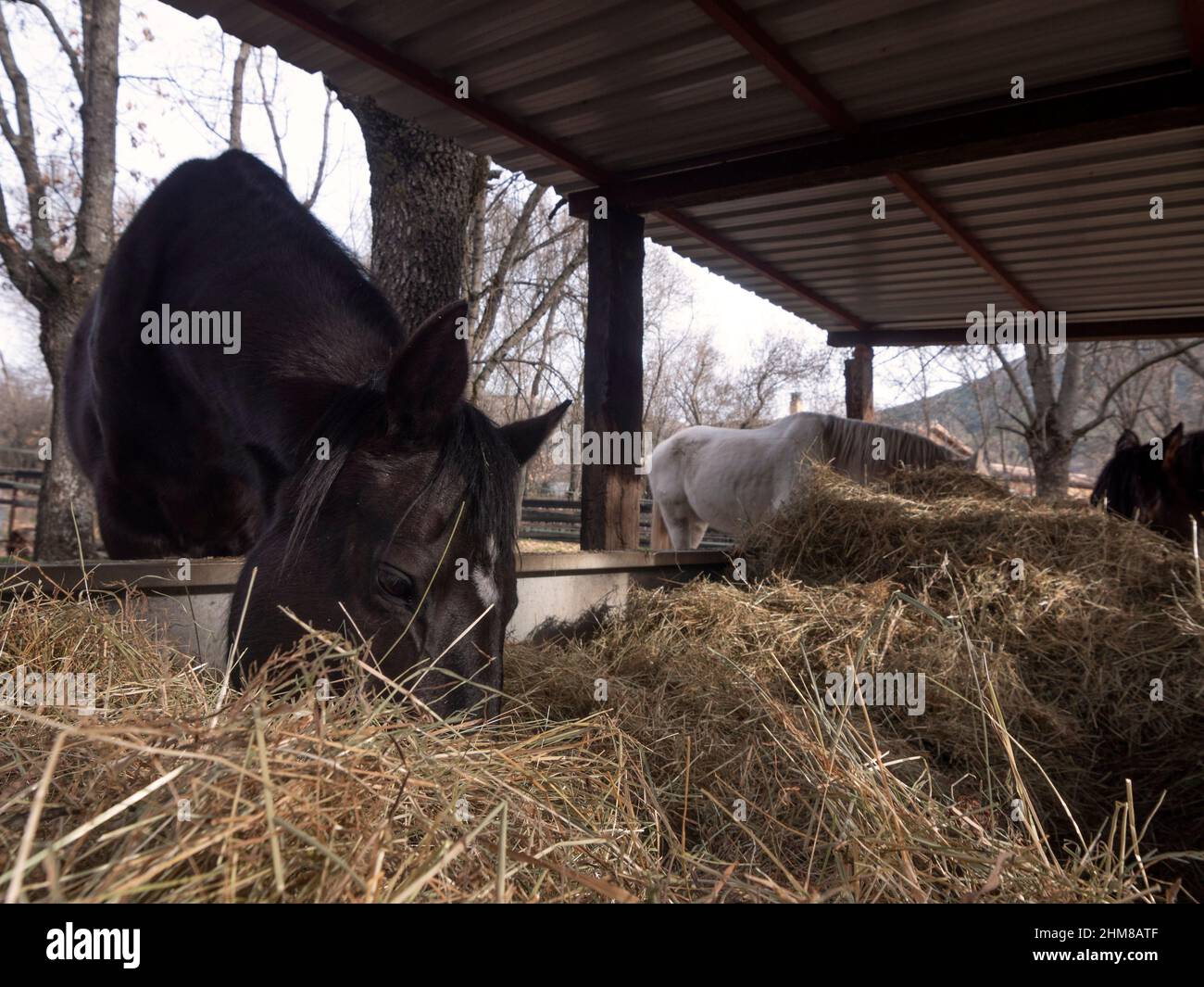 Schwarze Hannoveraner Stute, die auf einem offenen Futterhäuschen Heu frisst. Stockfoto