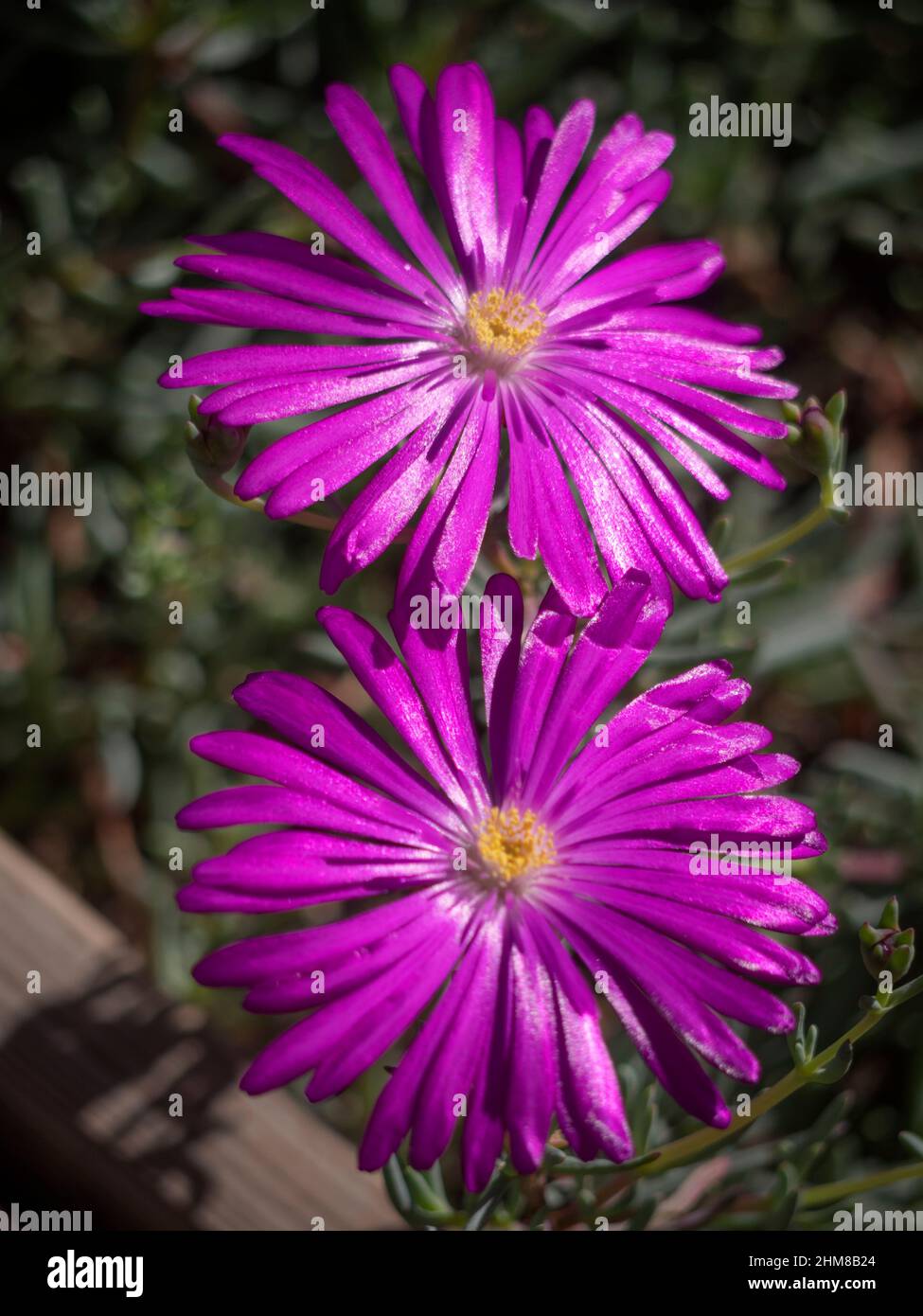 Aus dem hohen Winkel können Sukkulenten, die saftige rosa-violette Blüten blühen, betrachtet werden. Stockfoto