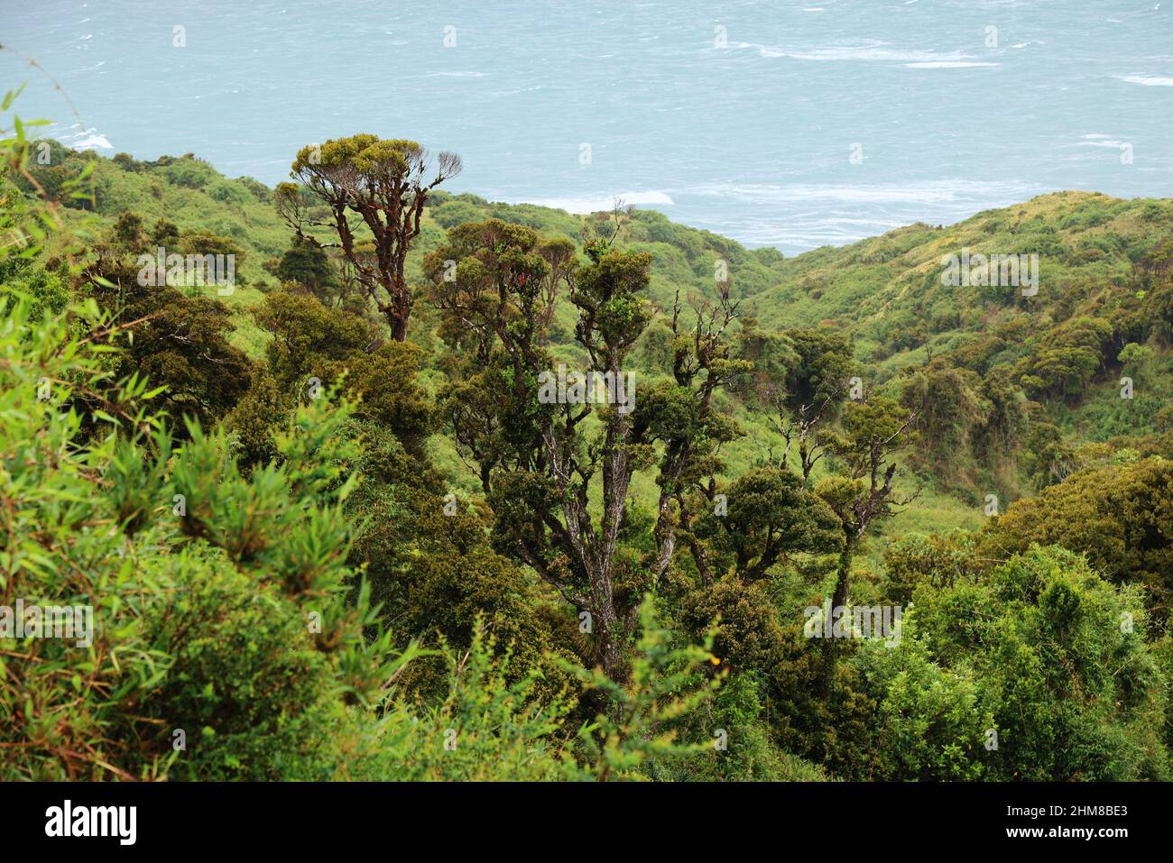 Die typische Vegetation der Insel Chiloe, Chile Stockfoto