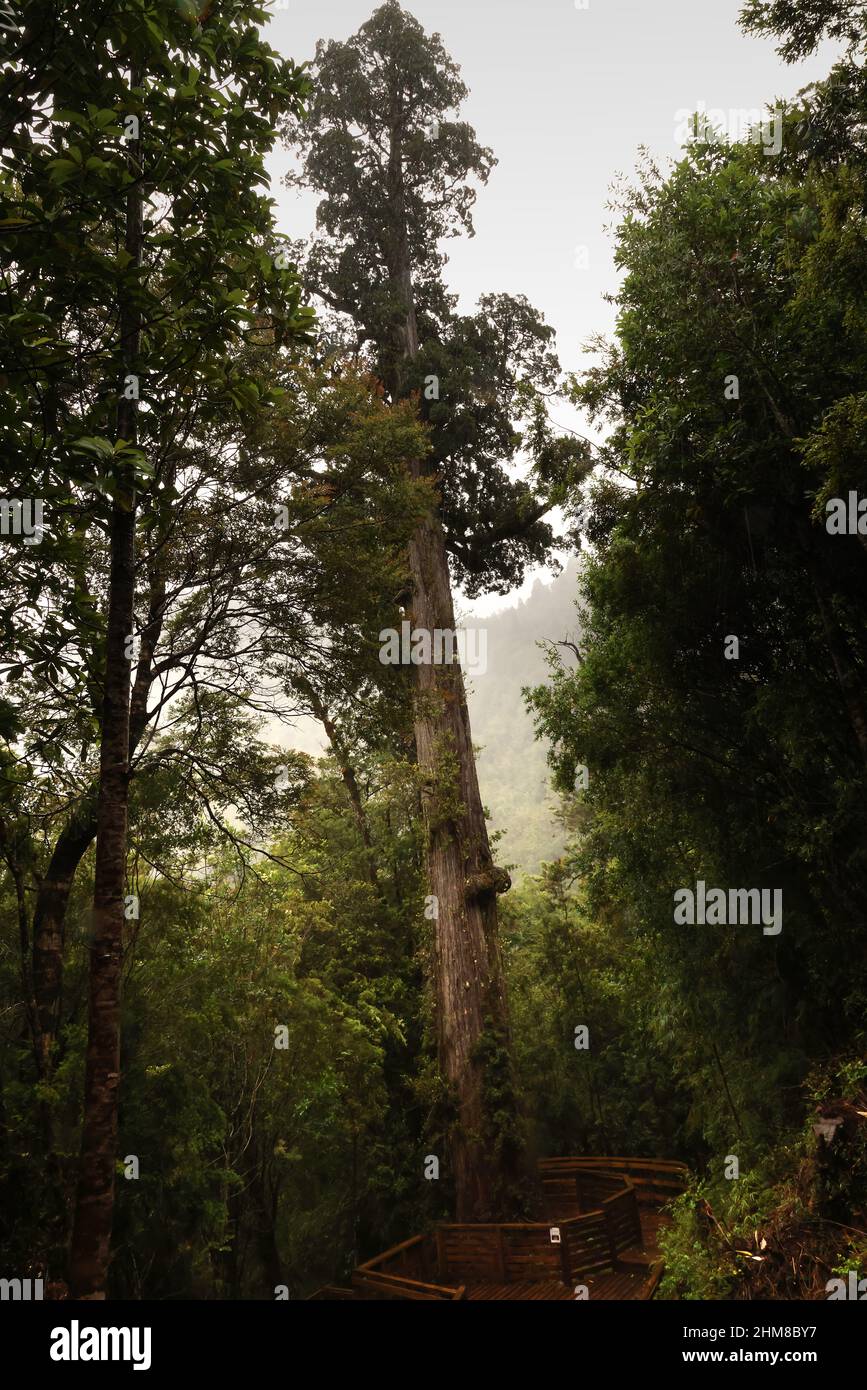 Alerce Chile Fotos Und Bildmaterial In Hoher Aufl sung Alamy alerce-chile-fotos-und-bildmaterial-in-hoher-aufl-sung-alamy