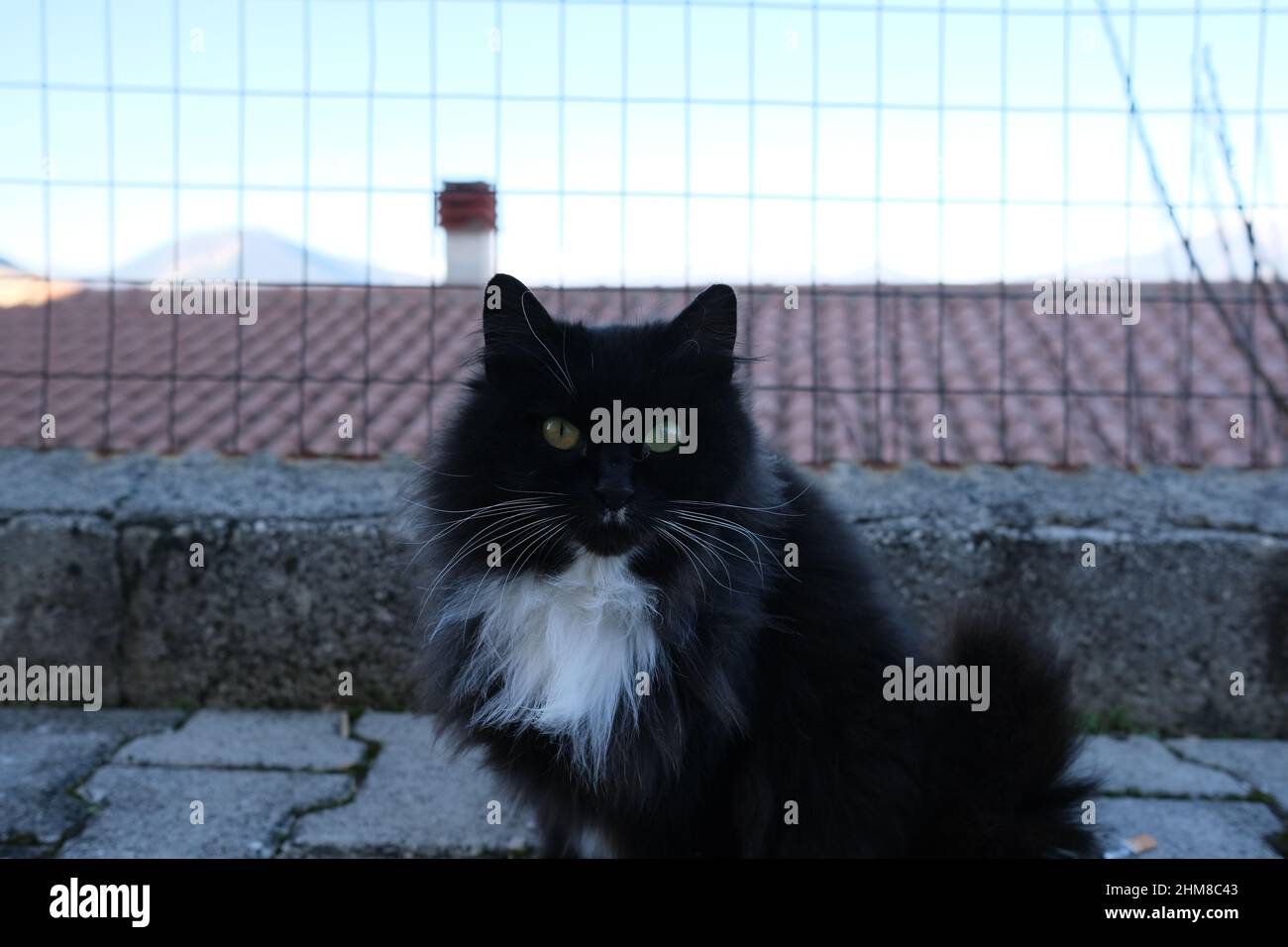Gatto nero in un paese abruzzese, Prezza, in Provincia de L'Aquila Stockfoto