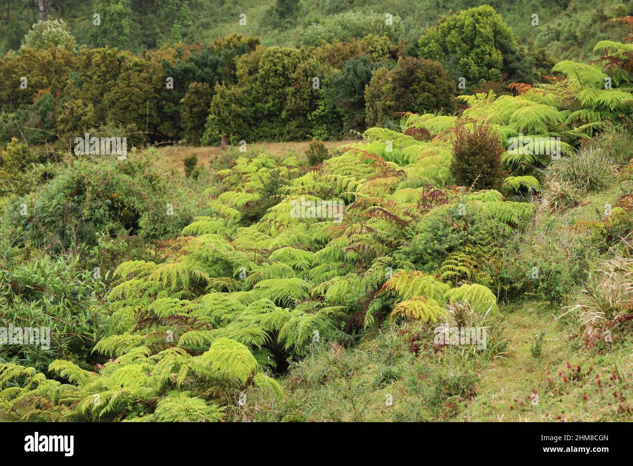 Die typische Vegetation der Insel Chiloe, Chile Stockfoto