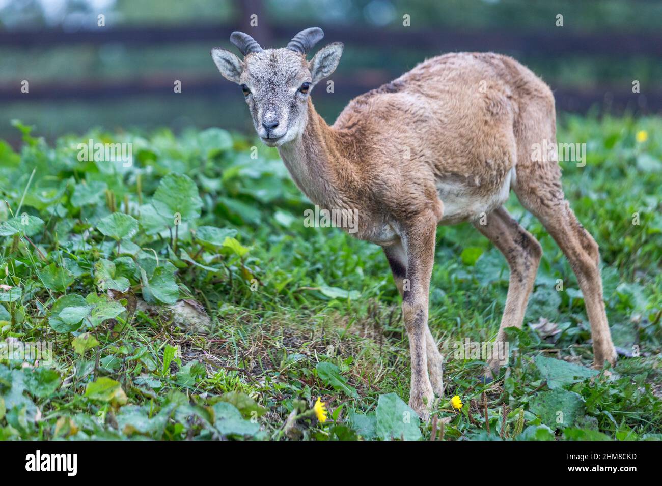 Junge Mufflons (ovis musimon), Wildschafe, Slowakei, Europa. Stockfoto