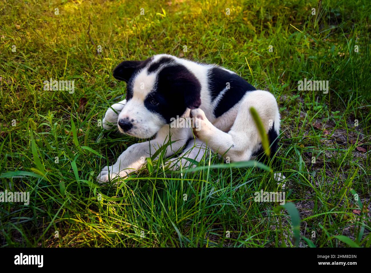 Schwarz-weiß fleckig Welpen Alabai auf grünem Gras Hintergrund. Kleiner Hund, Rasse zentralasiatischer Schäferhund. Nahaufnahme. Selektiver Fokus. Stockfoto