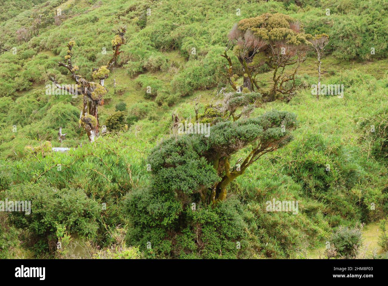 Die typische Vegetation der Insel Chiloe, Chile Stockfoto