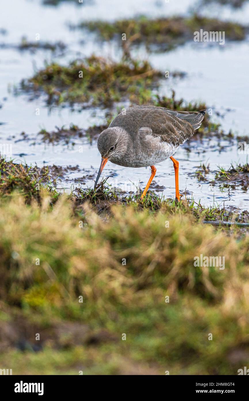 Rotschenkel, Tringa totanus im Lebensraum Stockfoto