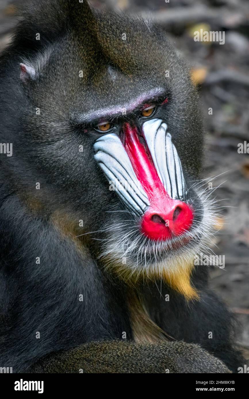 Detail Nahaufnahme von Mandrill, Mandrillus sphinx, Primat aus den tropischen Regenwäldern Westafrikas. Schönes Exemplar eines anfälligen Primaten Stockfoto