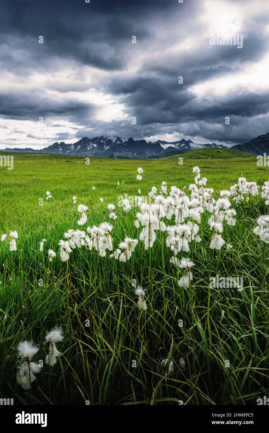 Erioforo di Sceuchzer , in un altopiano della Valmalenco Stockfoto