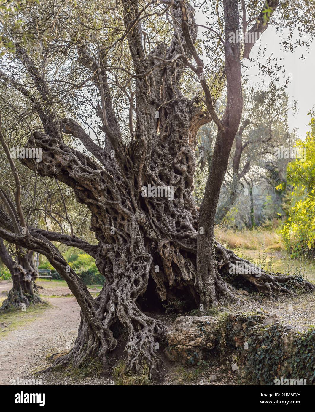 2000 Jahre alter Olivenbaum Stara Maslina in Budva, Montenegro. Es