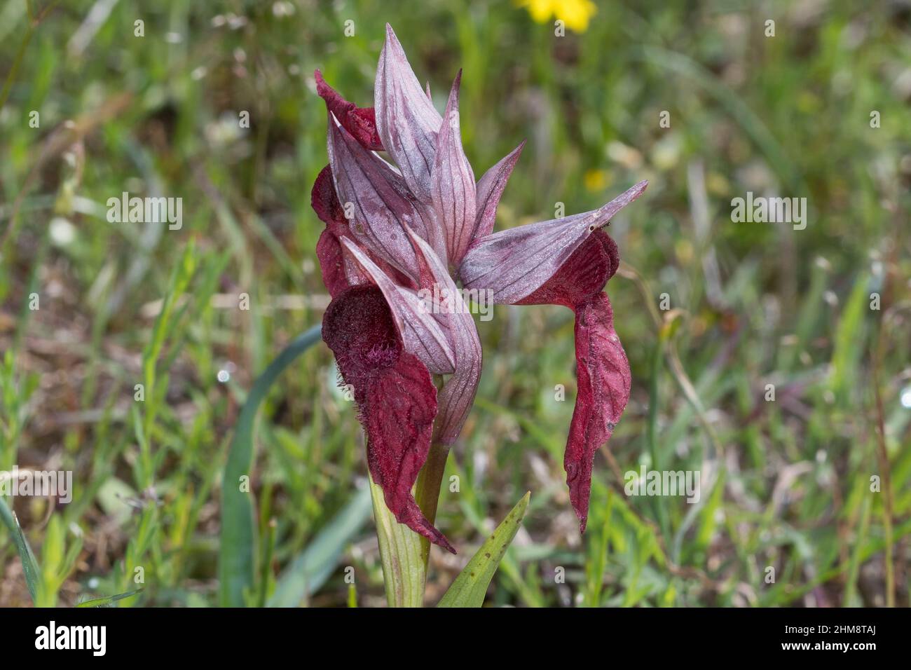 Istrischer Zungenstendel, istrischer Zungenständer, Serapias istriaca, Serapias neglecta subsp. Istriaca, Zunge-Orchidee, Le Sérapias, Kroatien, Istrien Stockfoto