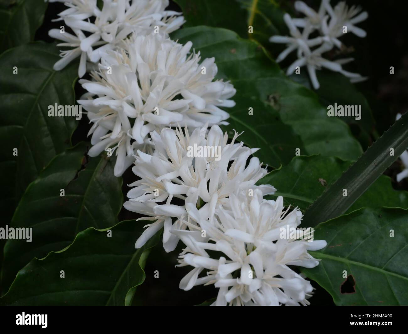 Robusta Kaffeeblüte auf Baumpflanze mit grünem Blatt mit schwarzer Farbe im Hintergrund. Blütenblätter und weiße Staubgefäße von blühenden Blumen Stockfoto