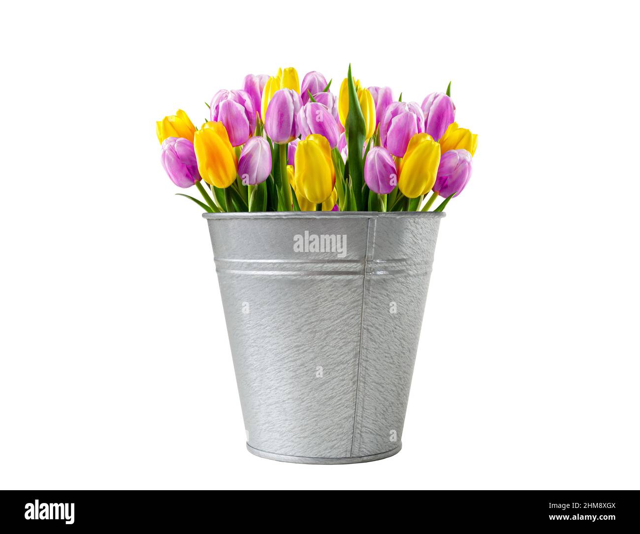 Bouquet von lila gelben Tulpen in einem Eimer isoliert auf einem weißen Hintergrund Stockfoto