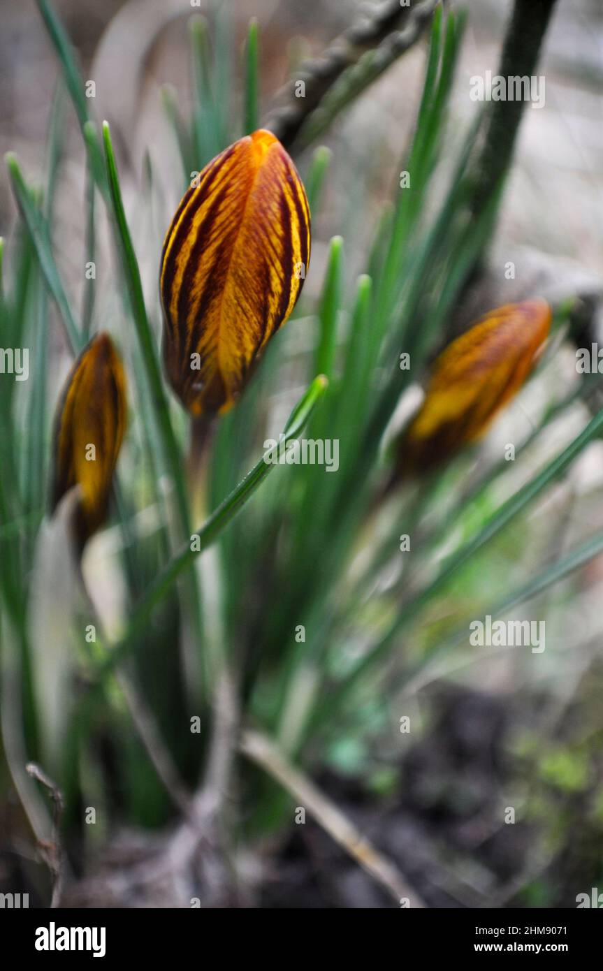 Gelb gestreifte frühlingsblühende Krokus (Zigeunermädchen), die in einem Garten wachsen Stockfoto