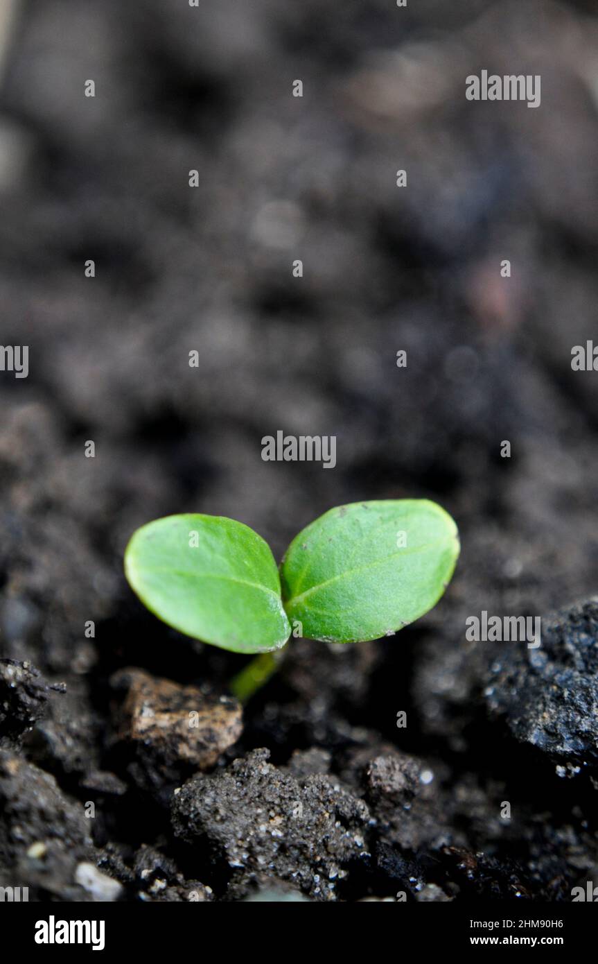 Keimling wächst im Februar, Großbritannien Stockfoto