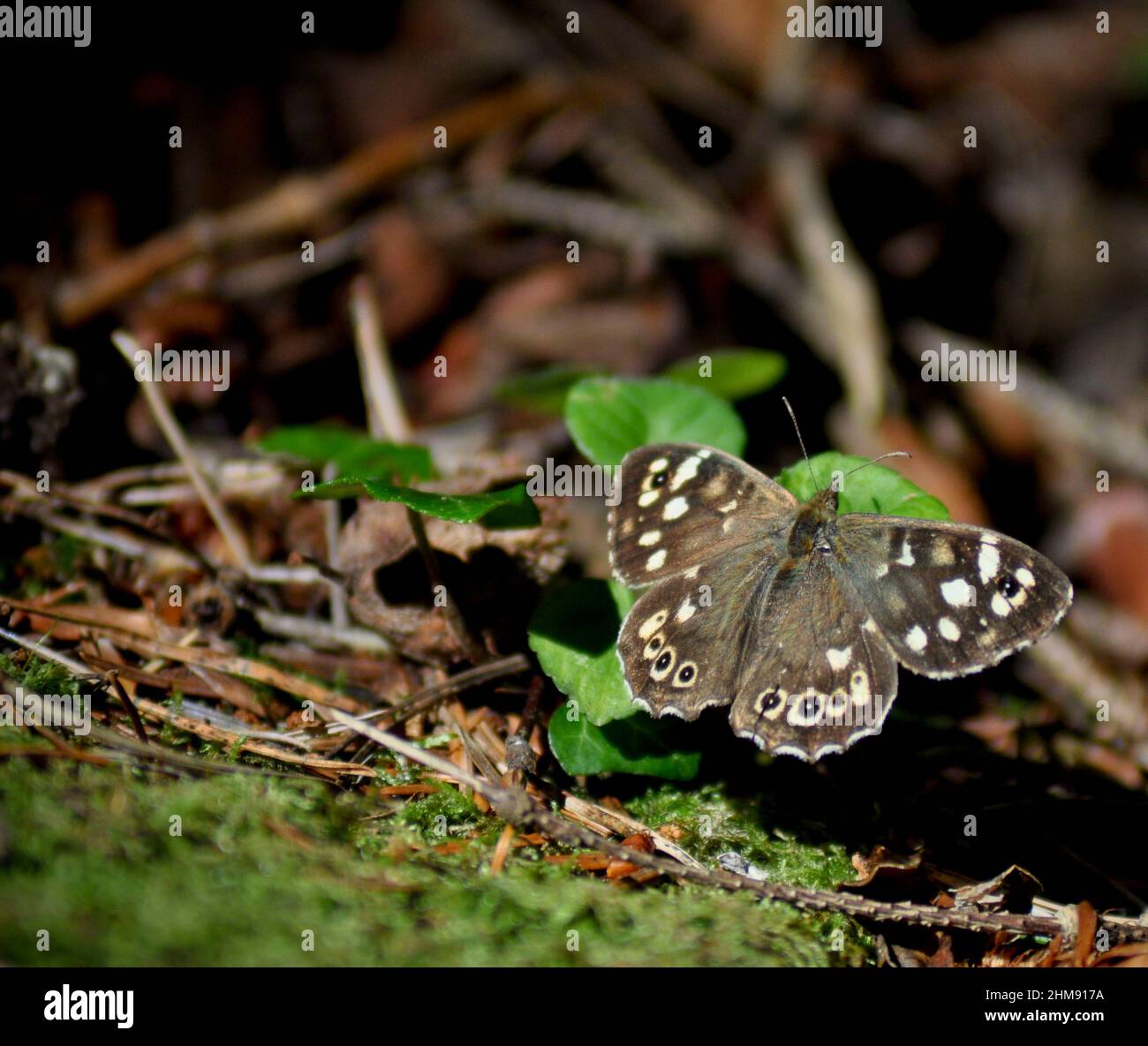Ringel-Schmetterling (Aphantopus hyperantus) mit offenen Flügeln, die ein unverwechselbares Flügelmuster auf einem Blatt zeigen, Isle of Arran, Schottland, Großbritannien Stockfoto