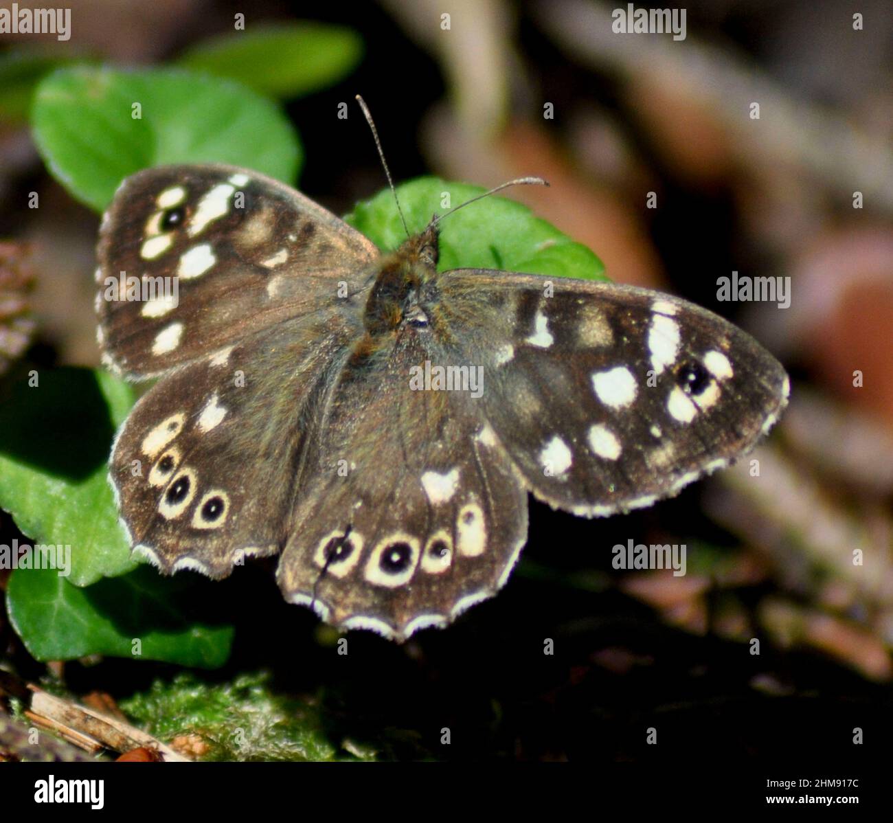 Ringel-Schmetterling (Aphantopus hyperantus) mit offenen Flügeln, die ein unverwechselbares Flügelmuster auf einem Blatt zeigen, Isle of Arran, Schottland, Großbritannien Stockfoto