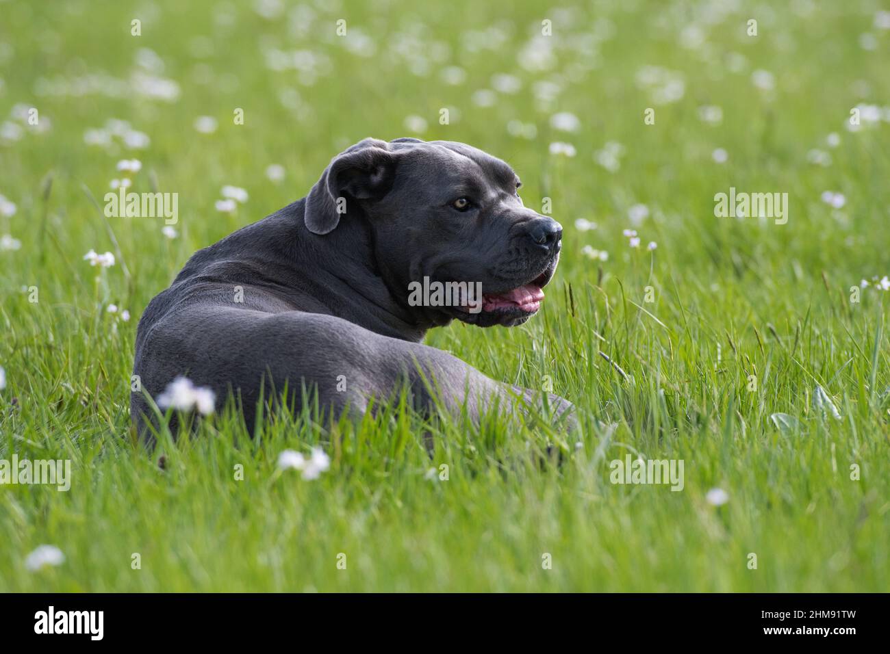 Cane corso Hund auf einer Blumenwiese Stockfoto