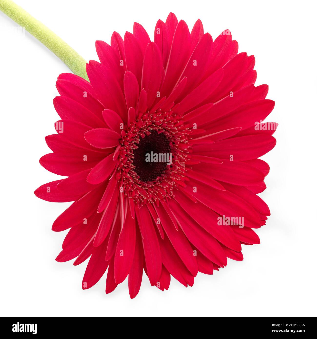 Rote Gerbera Gänseblümchen-Art Blume auf weißem Hintergrund Stockfoto