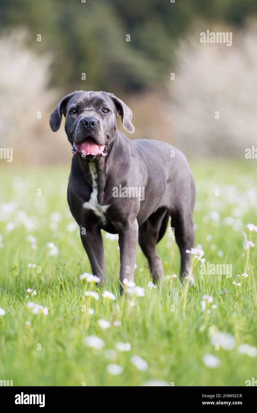 Cane corso Hund auf einer Blumenwiese Stockfoto