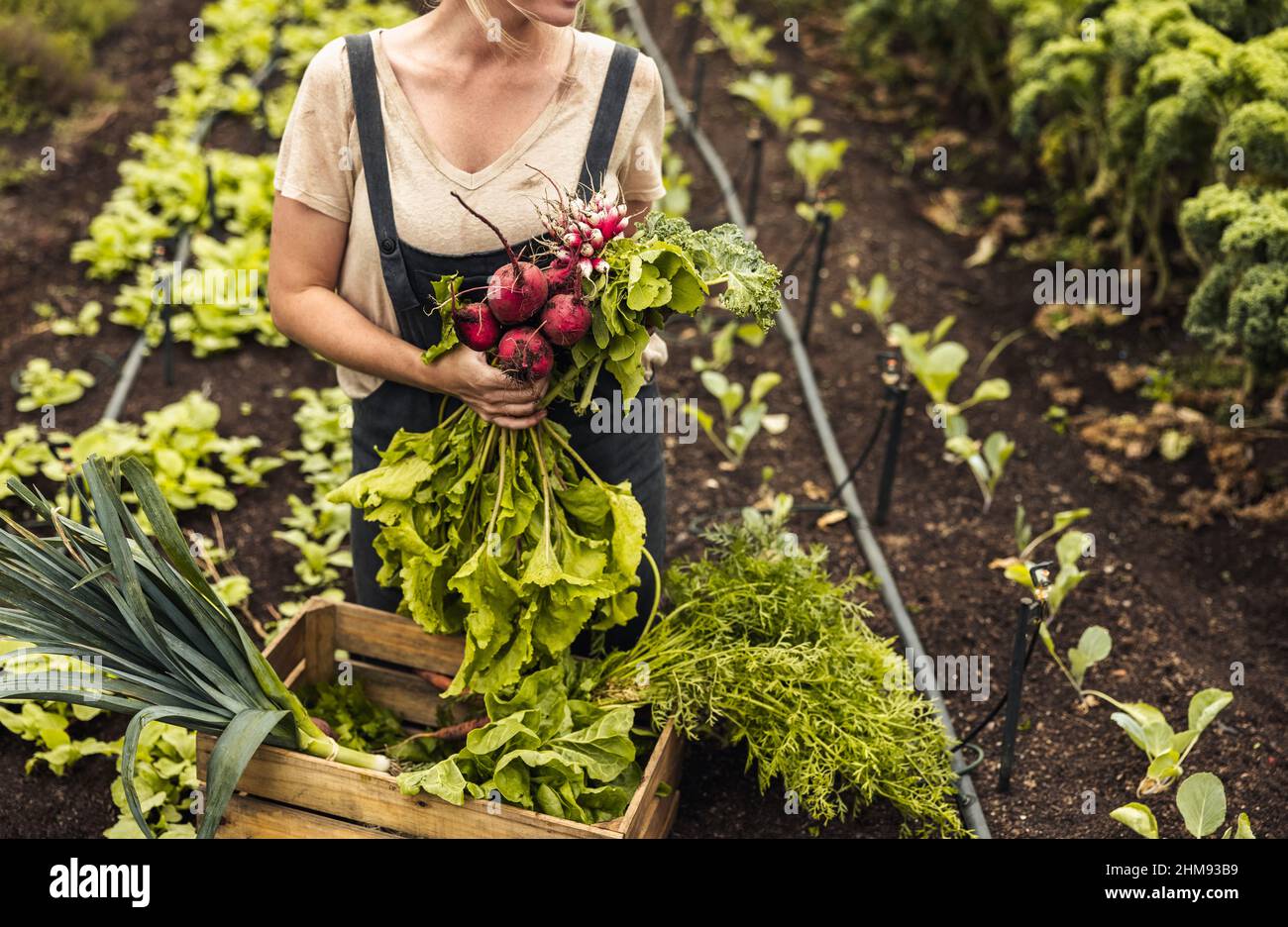 Gärtnerin hält frisch gepflücktes Gemüse in ihrem Bio-Garten. Autarke Bäuerin, die eine Vielzahl von frischen Produkten in eine Kiste einbringt. Unr Stockfoto