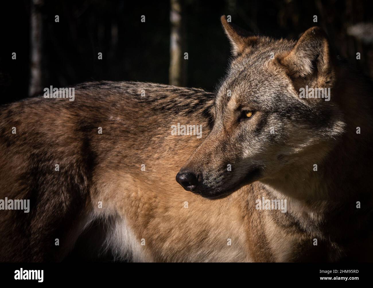 Ein Wolf im Dählhölzli Zoo in Bern, Schweiz, nach rechts, nach links zurückblickend Stockfoto