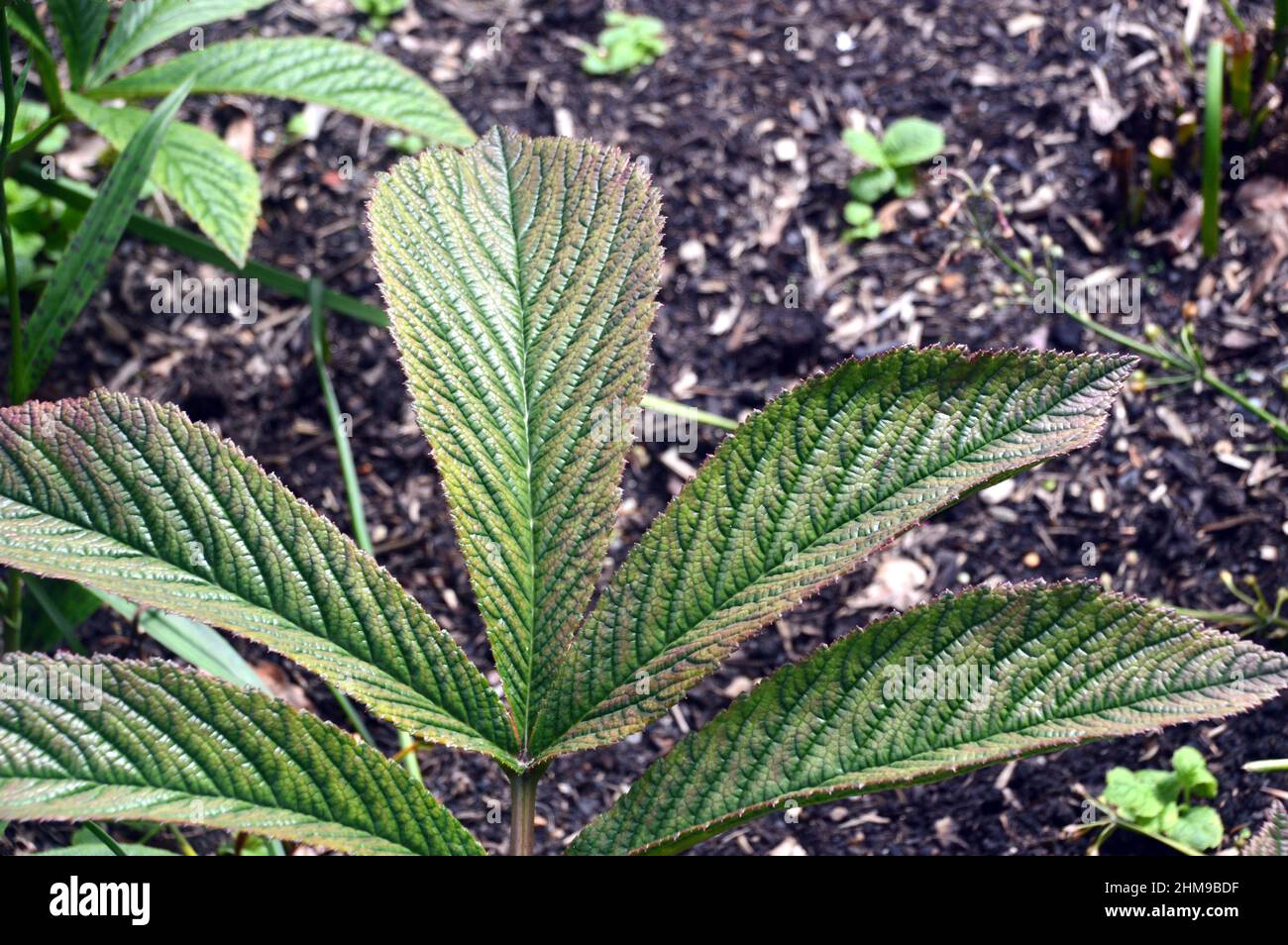 Schokoladenfarbene, bronzegrüne Rodgersia Pinnata-Blätter, „Chocolate Wing“, die in den RHS Garden Harlow Carr, Harrogate, Yorkshire, Großbritannien, angebaut werden. Stockfoto