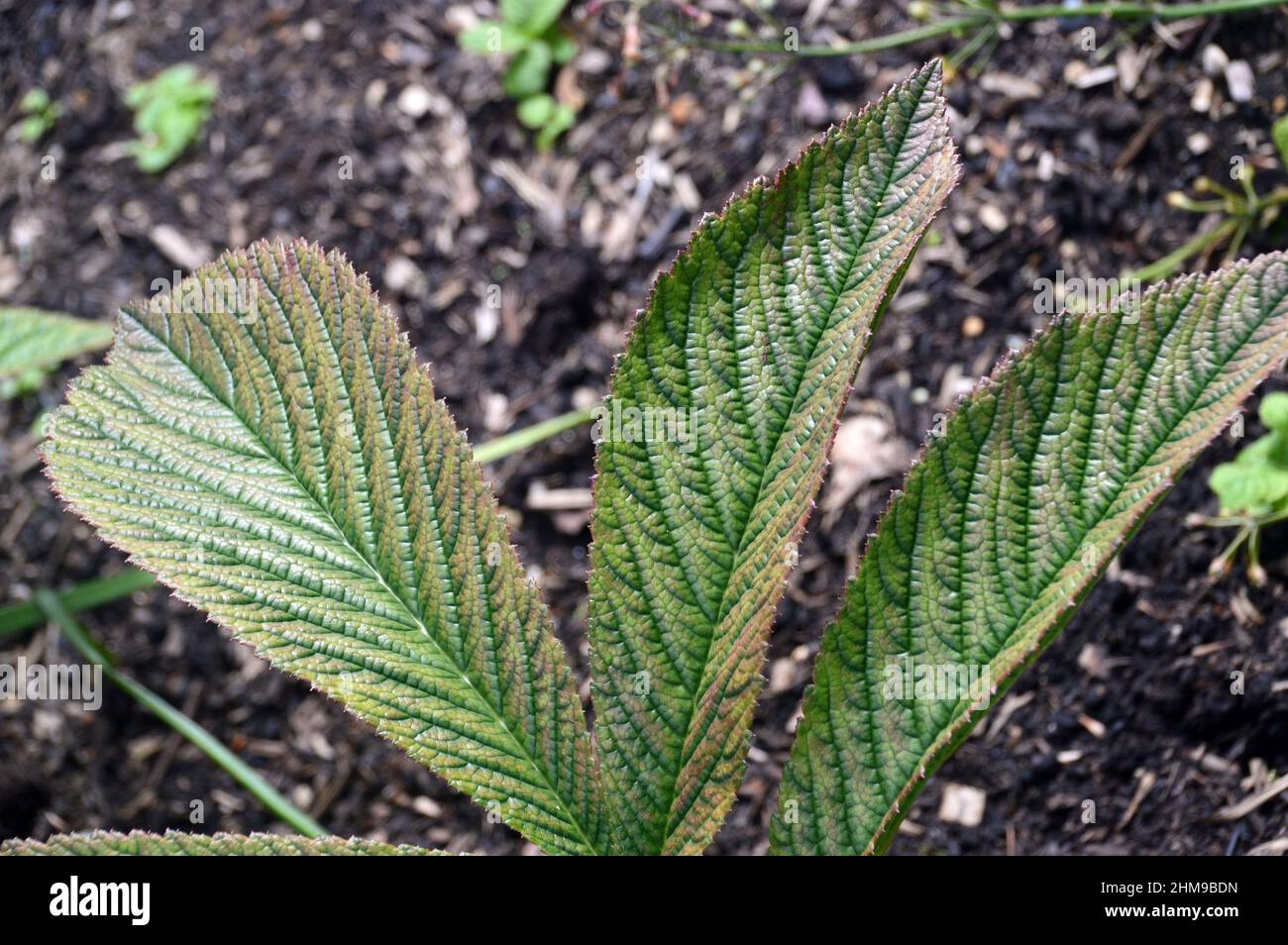 Schokoladenfarbene, bronzegrüne Rodgersia Pinnata-Blätter, „Chocolate Wing“, die in den RHS Garden Harlow Carr, Harrogate, Yorkshire, Großbritannien, angebaut werden. Stockfoto